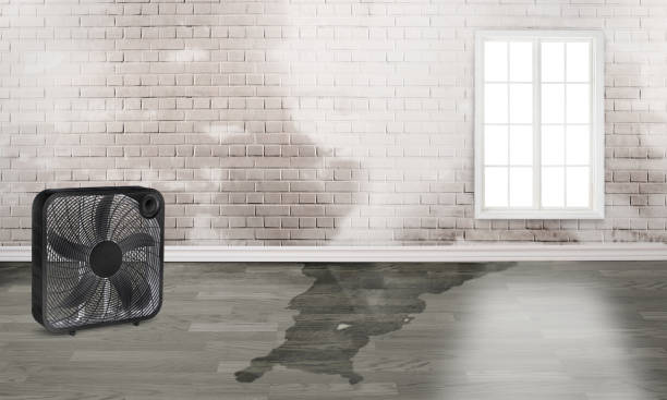 Best Water damage contractors near me  in Dousman, WI
